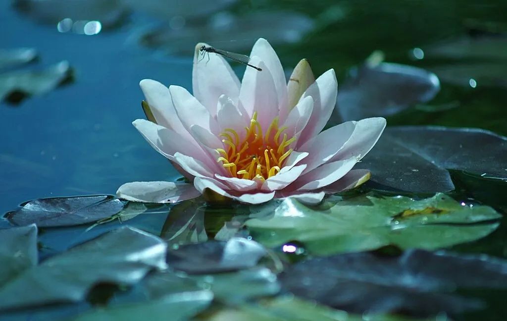 睡莲的生长过程资料,睡莲的生长变化过程