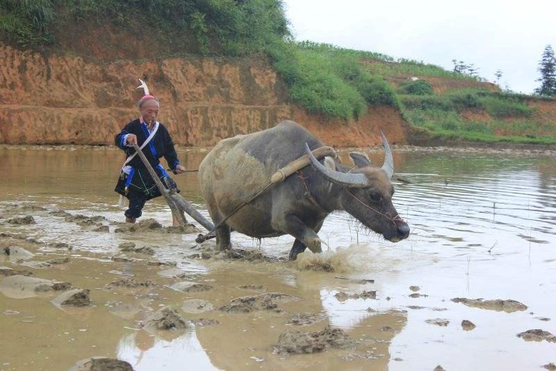 水蛭吃进肚子里能活吗,水蛭在牛肚子里能存活吗