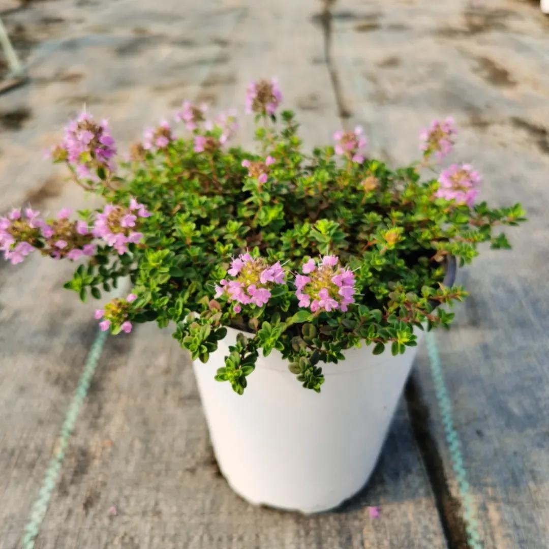 观花草本植物推荐,最具观赏性的观叶植物