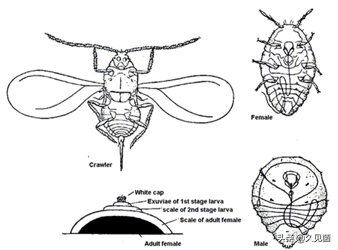 继580万吨菠萝之后,莲雾又遭退单,介壳虫到底是何方神圣?