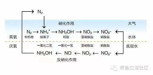 新手养鱼推荐混养品种,新手养鱼入门鱼种混养