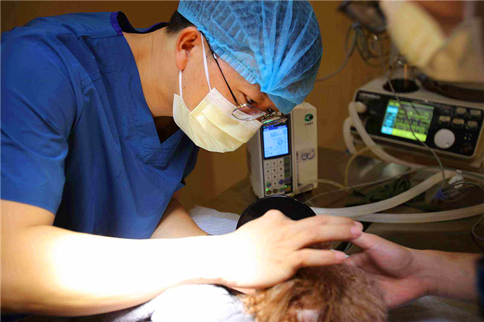 狗狗布氏杆菌病,狗狗感染布鲁氏杆菌有啥症状