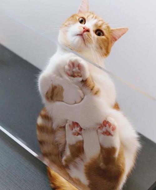 猫咪怕冷么多少度算冷,猫咪会怕冷吗