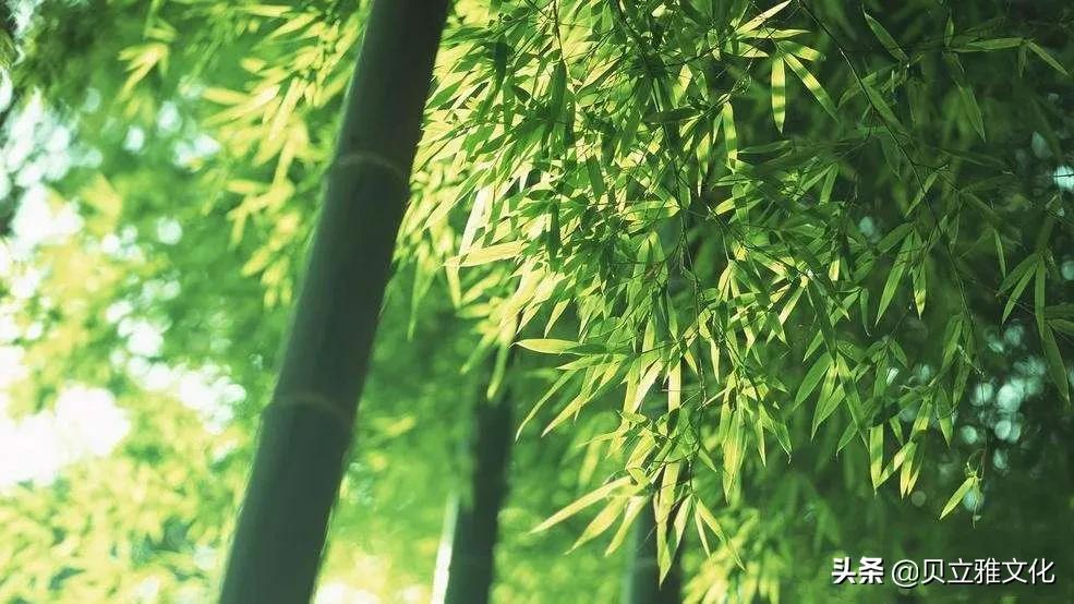 吸附净化、抗氧化、美容保健......竹炭原来还有这些功效