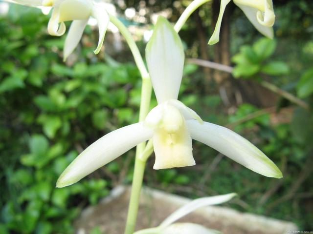 浓香型与幽香型兰花都有什么品种,香味浓郁易养的兰花有哪些