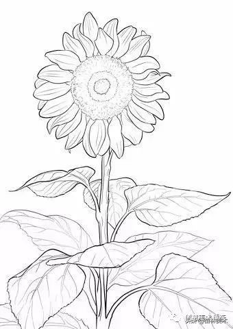 工笔花卉线稿和色稿,花卉白描线稿