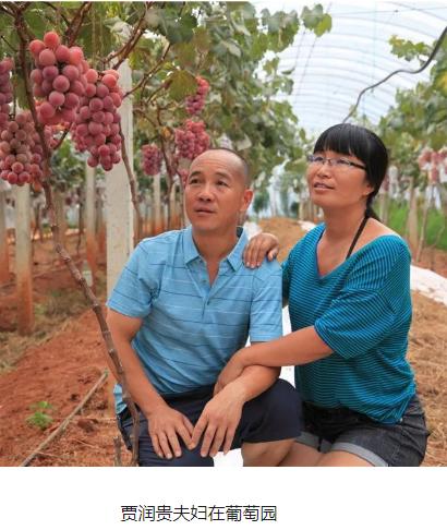 葡萄新品种妮娜皇后介绍,妮娜皇后葡萄收购价格