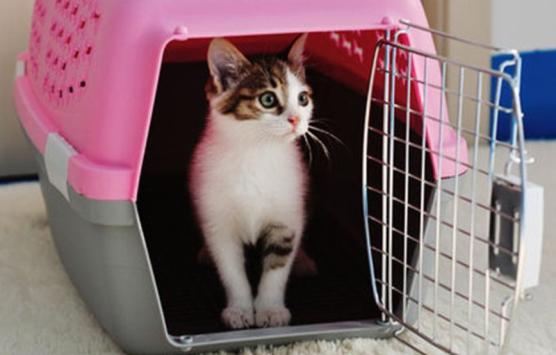 带猫咪长途自驾游回家准备什么,带猫咪回老家开车要准备什么