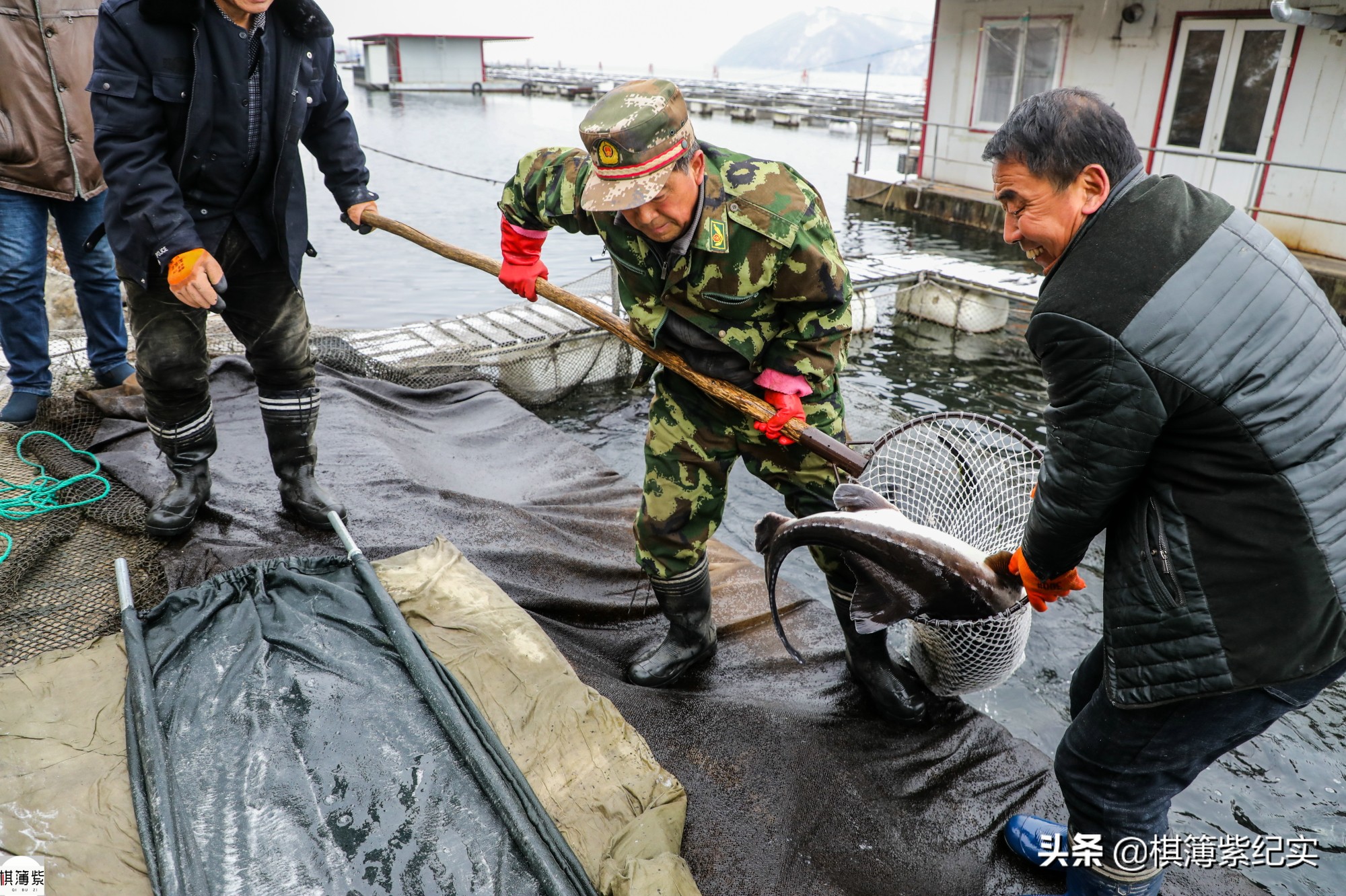 鸭绿江鱼最大多少斤,鸭绿江大金鱼价格