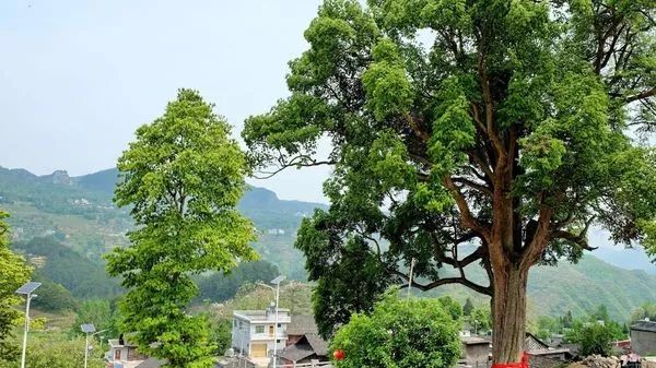 怎么控制木材的含水率的方法,木材怎样处理能提高强度