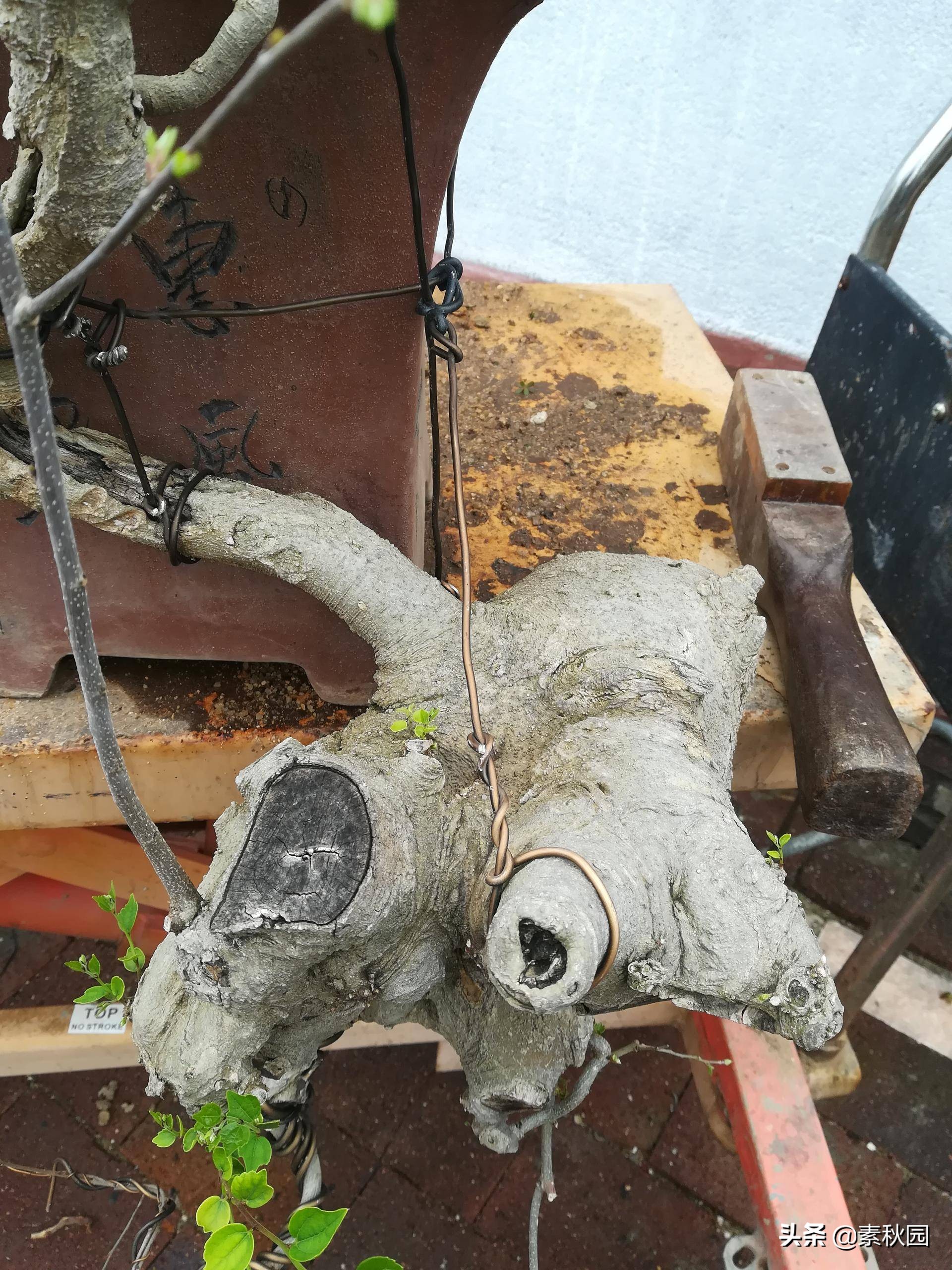 朴树盆景老桩夏季采挖与养坯,各种精品朴树盆景熟桩