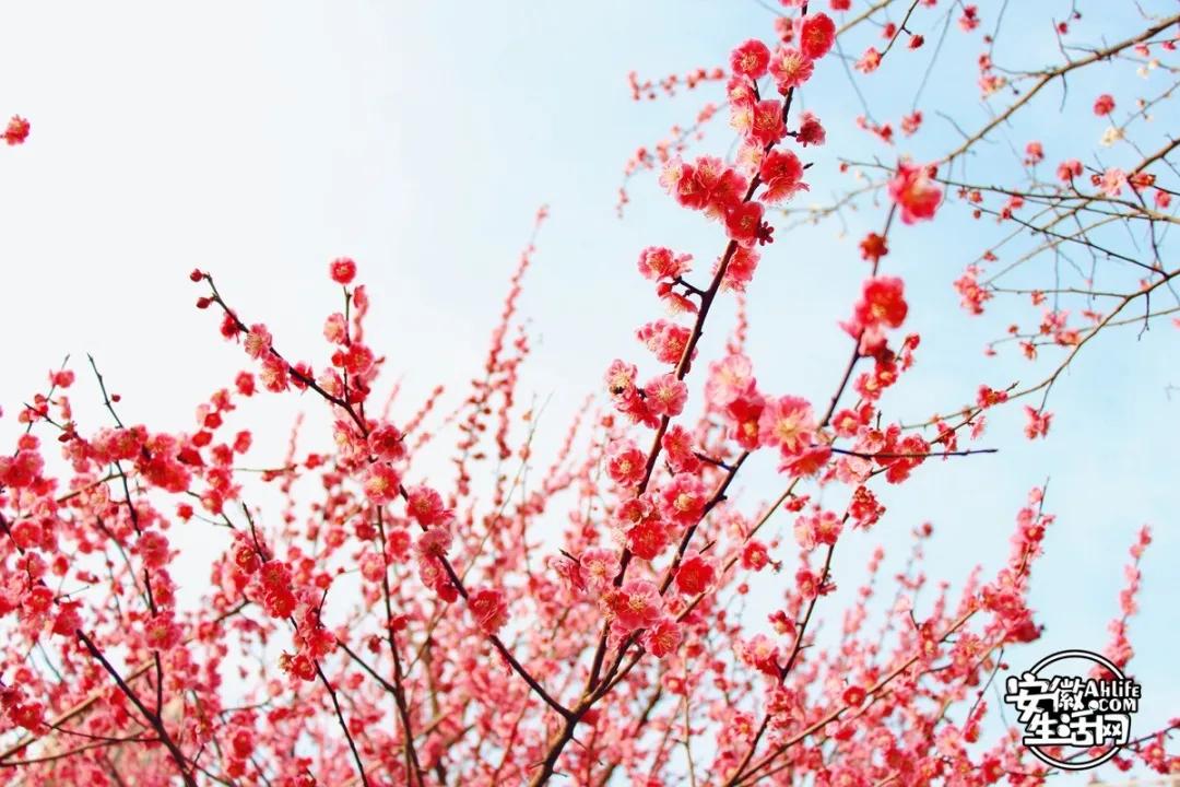 合肥最美的春天景点,合肥春天有哪些好玩的景点