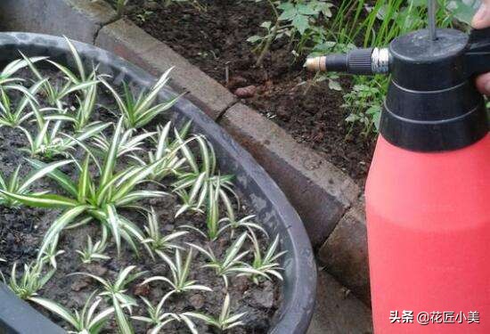 吊兰叶片少不长新叶片是什么原因,吊兰不长藤条怎么回事