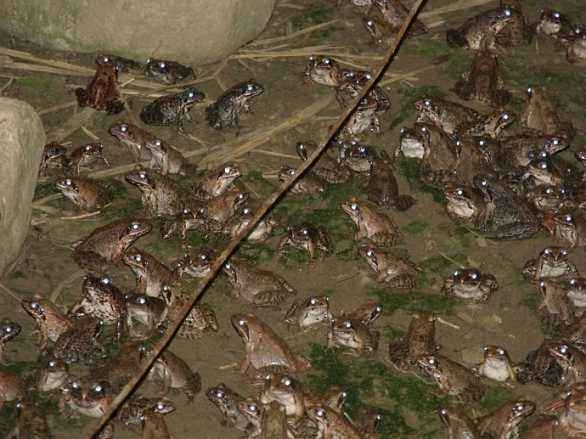 蛤士蟆,蛤士蟆多少钱一斤