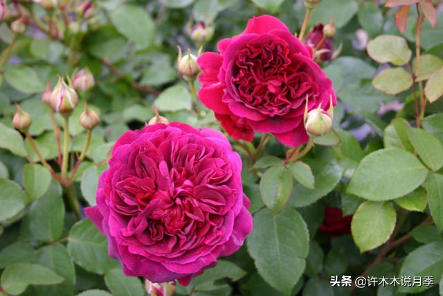 奥斯汀月季最佳品种,奥斯汀月季最好的品种