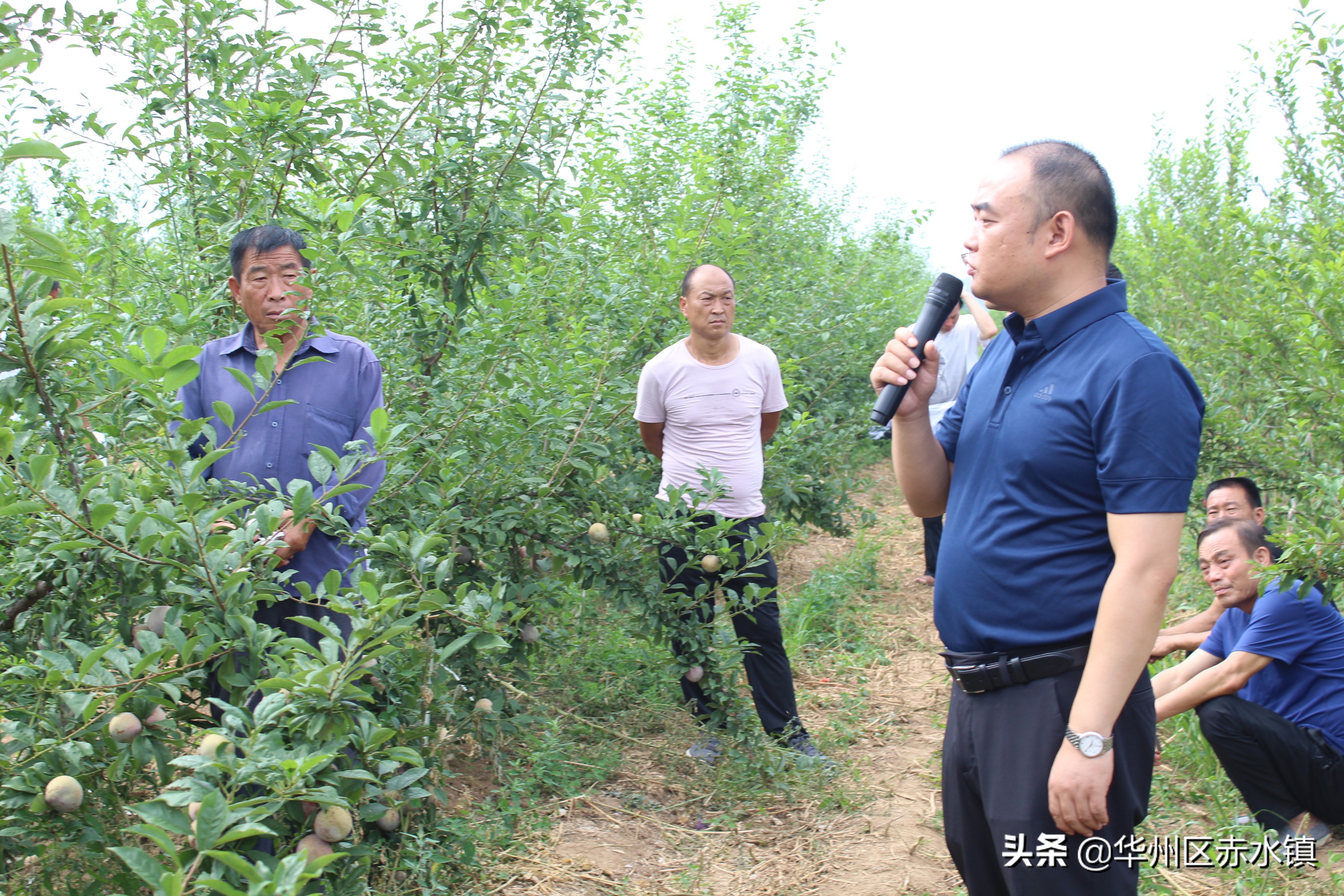 华州区赤水镇:小小“恐龙蛋”助力脱贫路