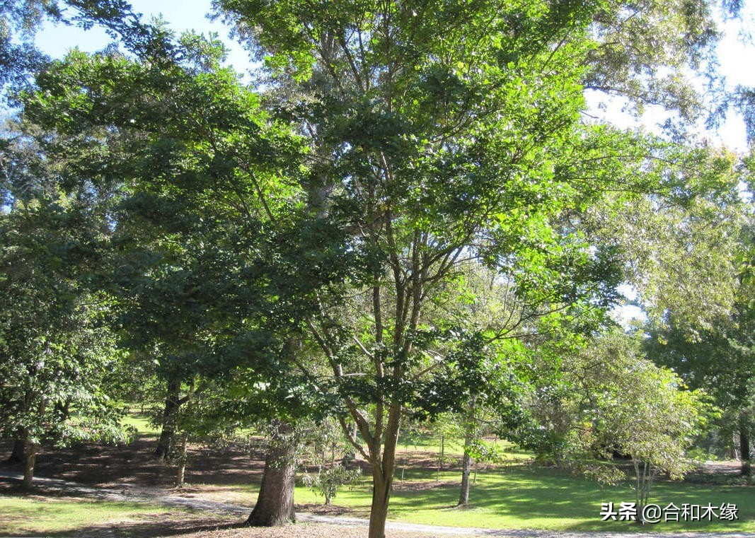 紫罗兰和赛州黄檀的区别,赛州黄檀是紫罗兰木吗