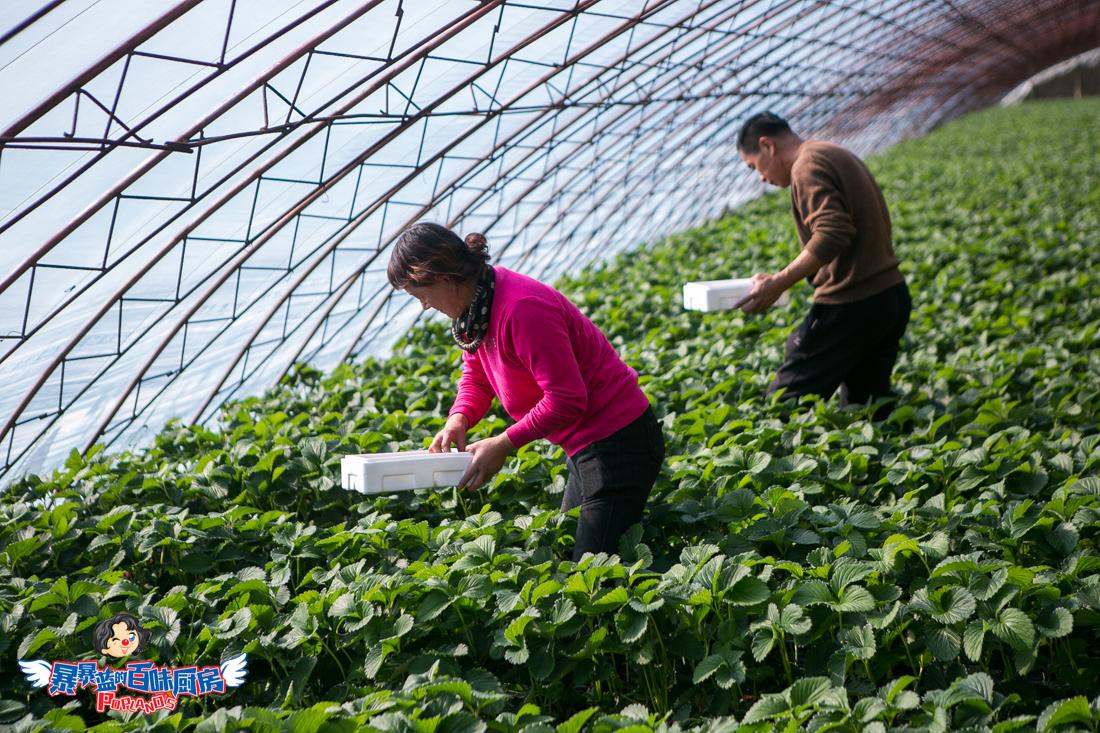 丹东特大久久红草莓,丹东九九大草莓是引进的吗