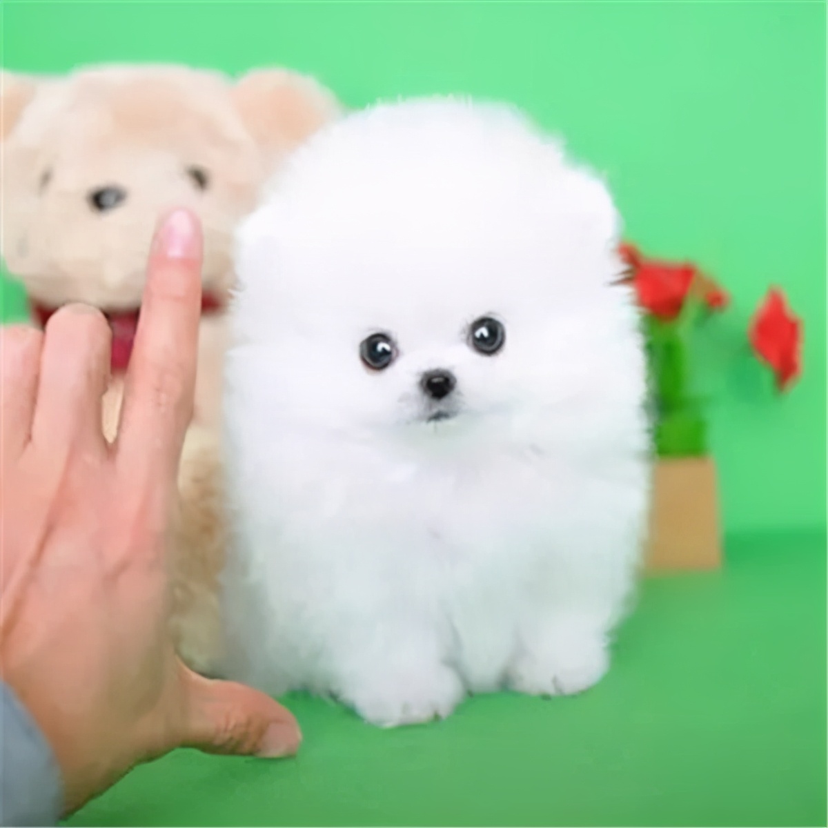 真正的茶杯犬好养吗,超级可爱茶杯犬不流浪了怎么办