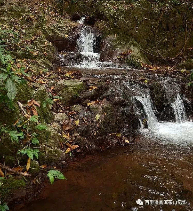 新生代黑马之百花潭!汤香蕴郁百花香,世外桃源的茶,一喝就沉醉
