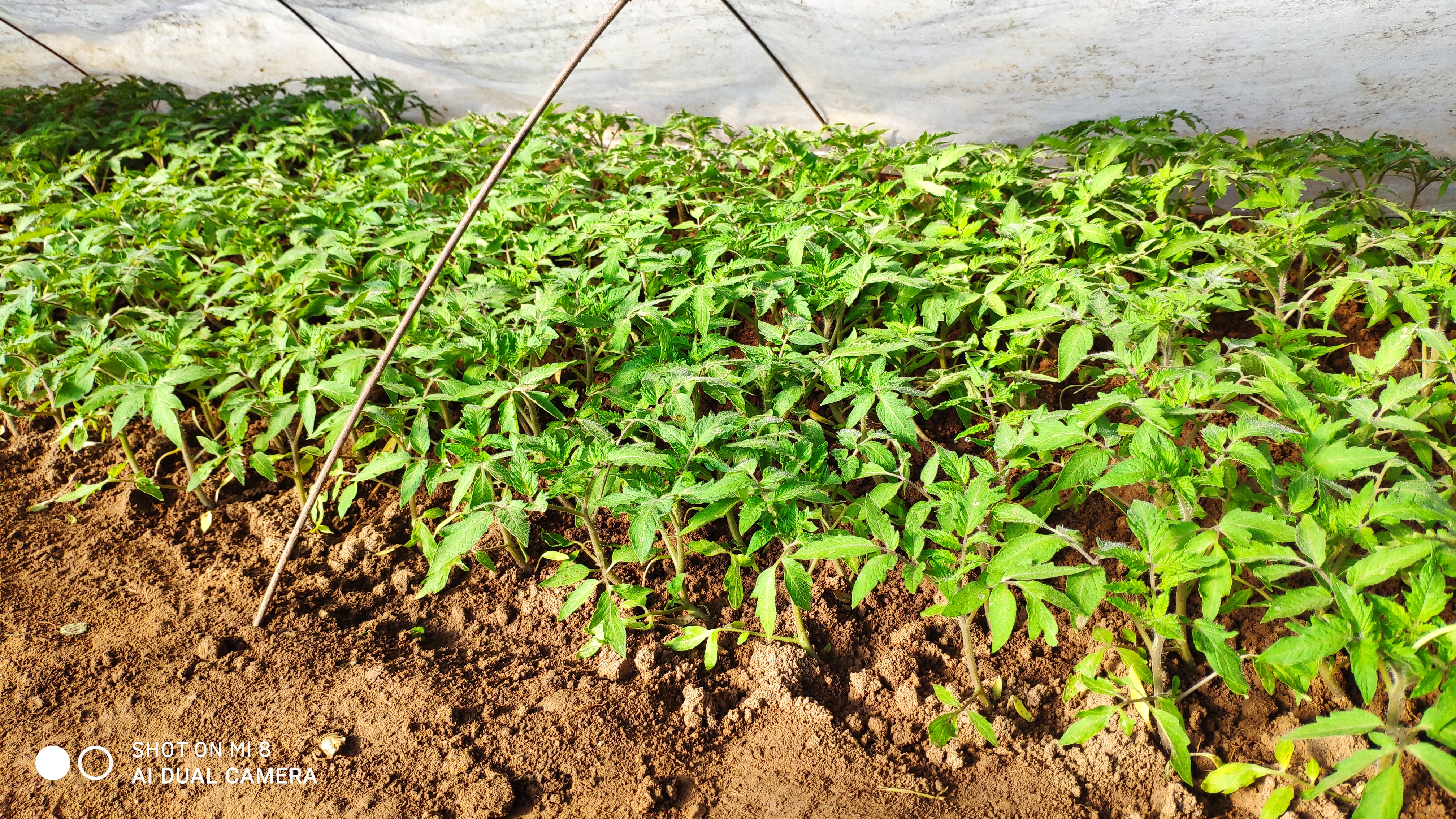 崂山水畔菜蔬鲜，黄石洞中书韵长