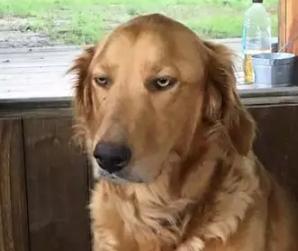 狗子吃肉影响寿命,狗子吃肉多会怎么样