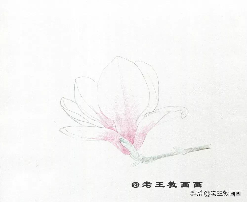 玉兰花该怎么画,画玉兰花的最佳方法