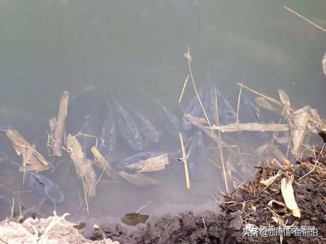 水霉病总是治不好？弄懂发病机理和特性，18条措施助你有备无患