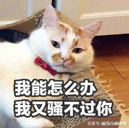 我咋办啊表情包,表情包我能怎么办