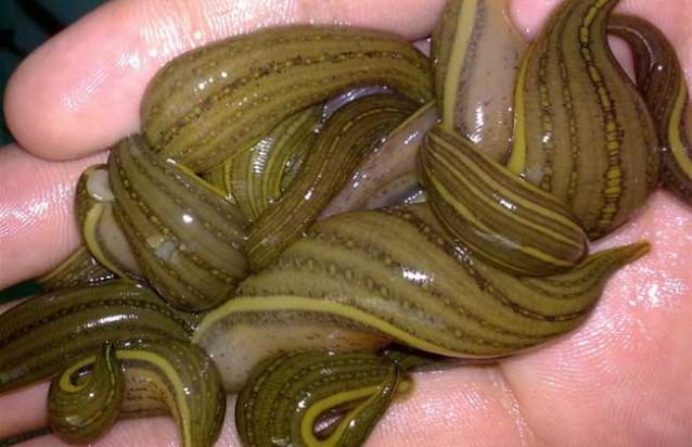 没养殖搞什么最赚钱呢,创业养小龙虾遇到的困难和问题