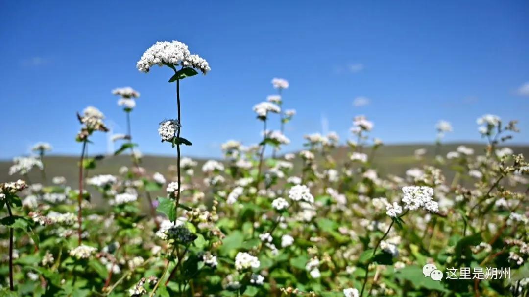朔州平鲁区产业,荞麦加工与产品开发新技术