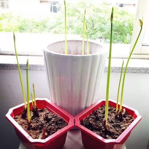 灵魂摆渡曼珠沙华的结局,灵魂摆渡的旁白曼珠沙华