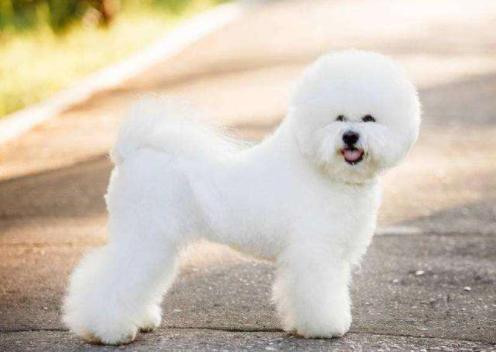 当狗不吃饭的时候怎么办,当狗不吃狗粮了咋办