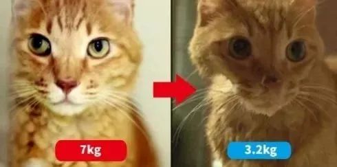 弃猫效应会不会弄巧成拙,弃猫效应有必要吗