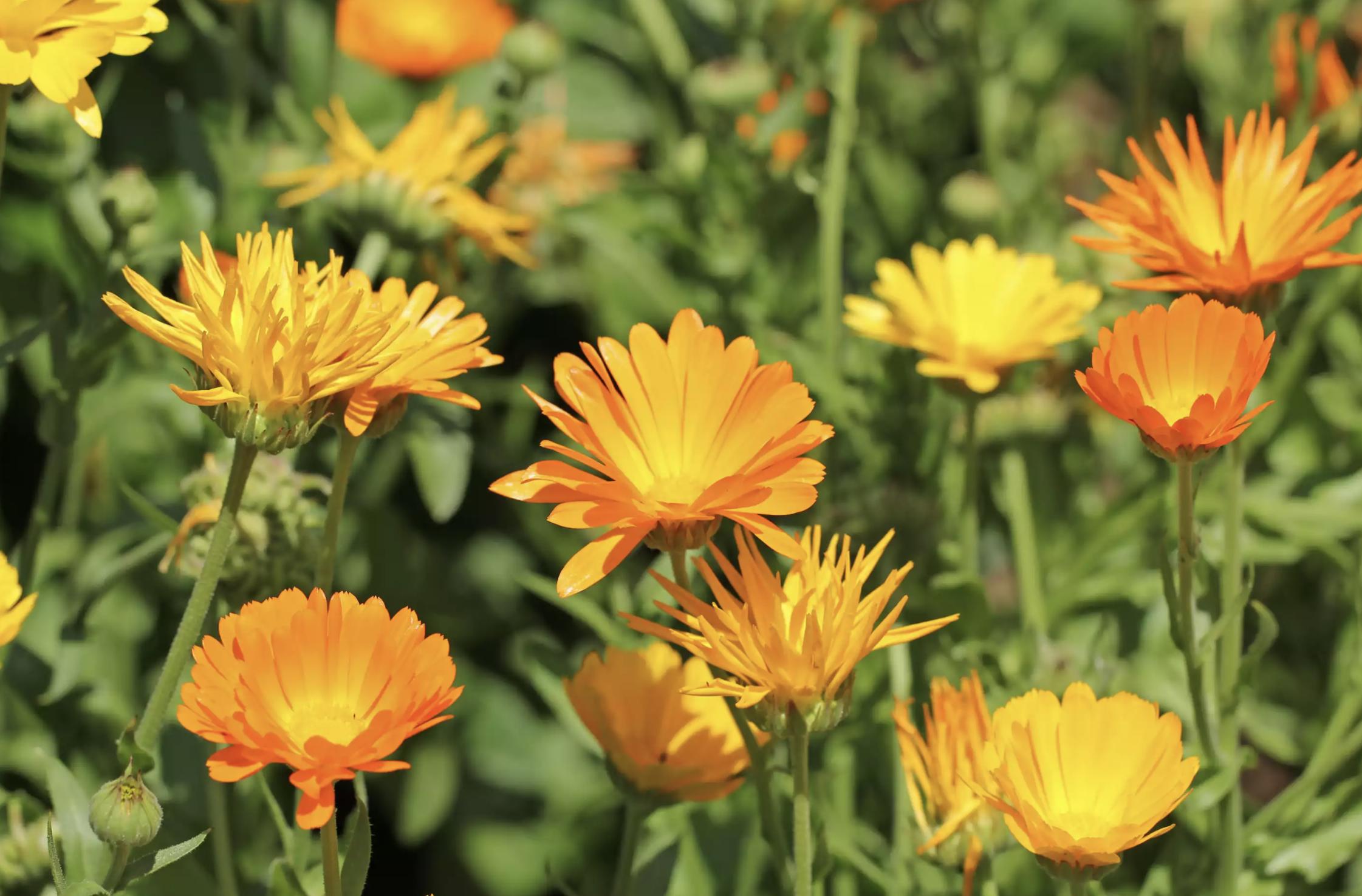 充满活力阳光的花,20种需要阳光的花