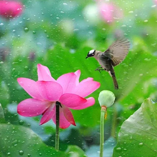 咏荷的诗句及赏析,历代咏荷的诗一百首