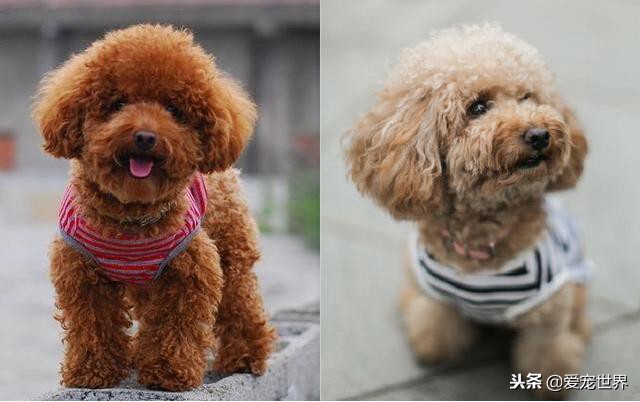 红泰迪褪色怎么办,泰迪褪色了怎么办