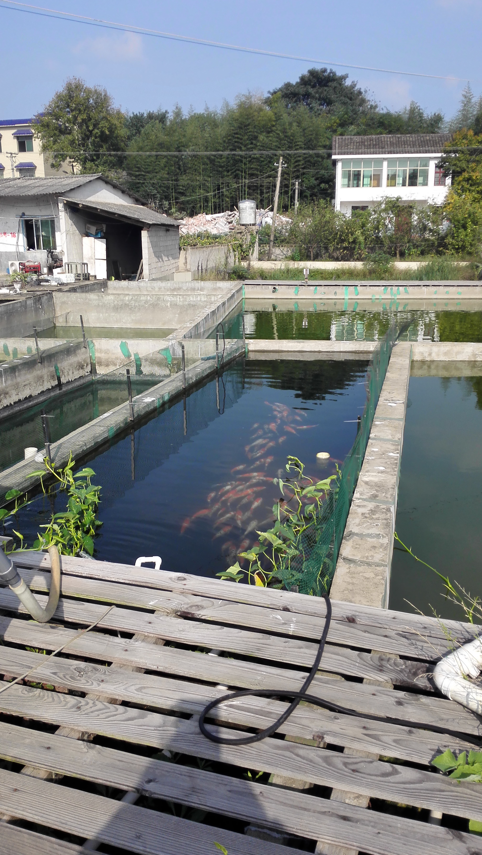 湖南最好的锦鲤养殖基地,湘潭锦鲤养殖