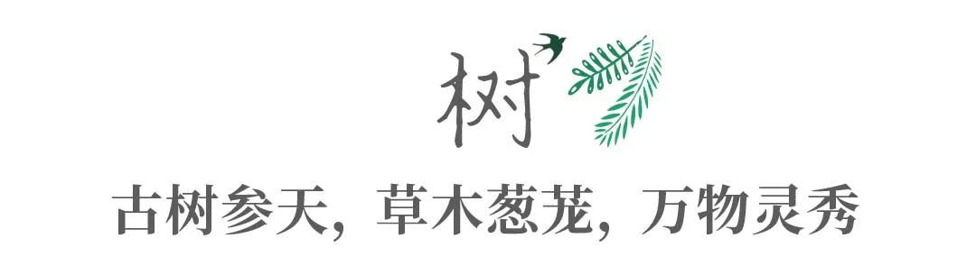 带你Get《司藤》同款神仙美景，春天的香格里拉这样玩