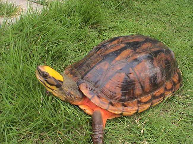 最美的乌龟图片,最美乌龟视频大全