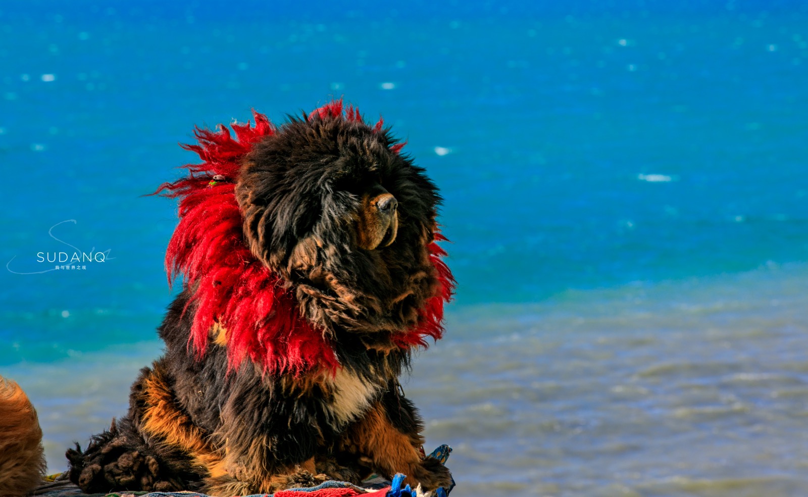 世界上最凶猛的三大猛犬,世界上最凶猛又忠诚的犬