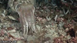 顶级伪装大师拟态章鱼,拟态章鱼科幻般伪装全过程