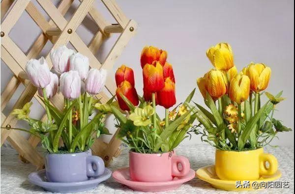 有根的植物可用生根剂吗,想要植物长得快