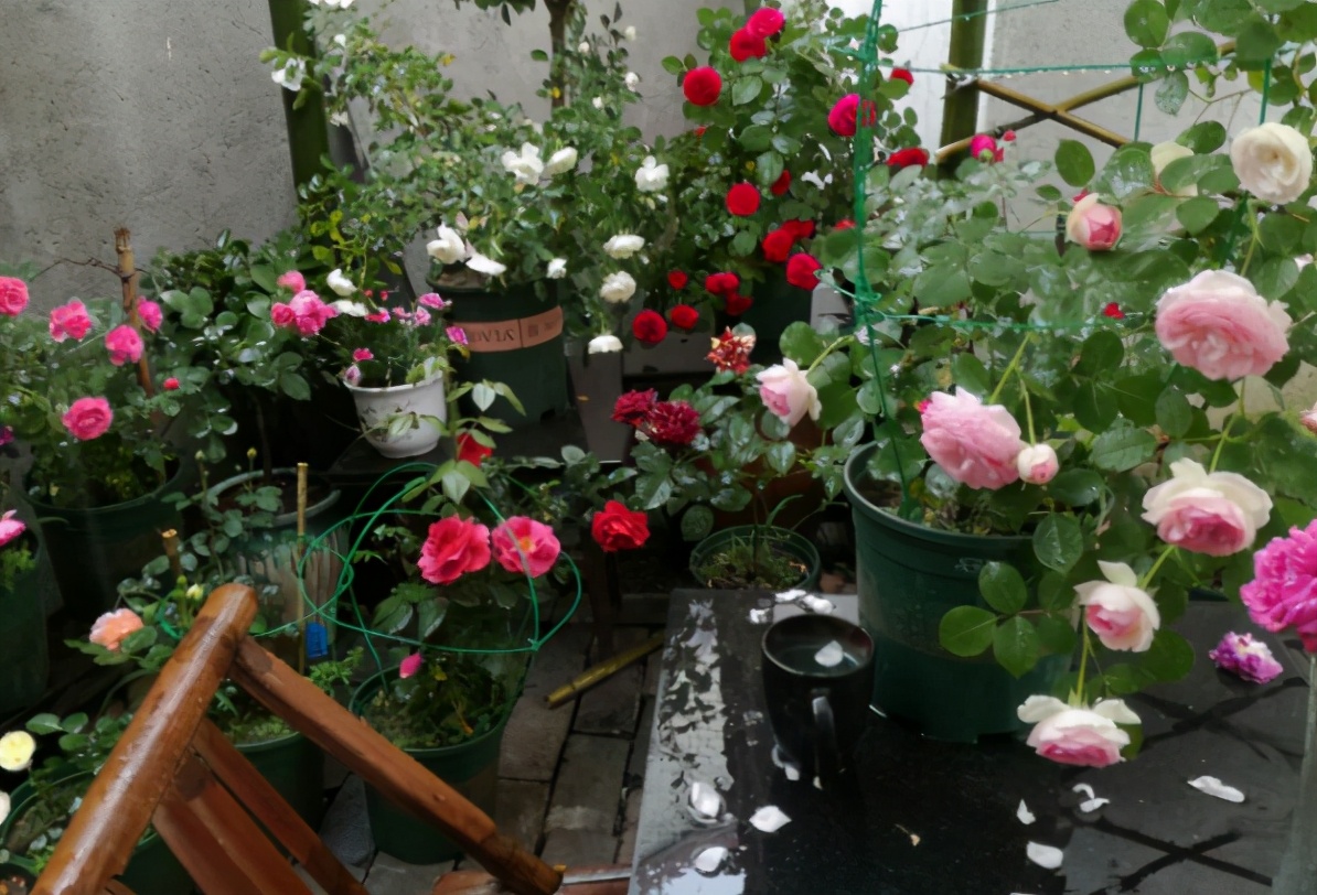 养花用酸性土还是碱性土,找不到煤渣怎么养花