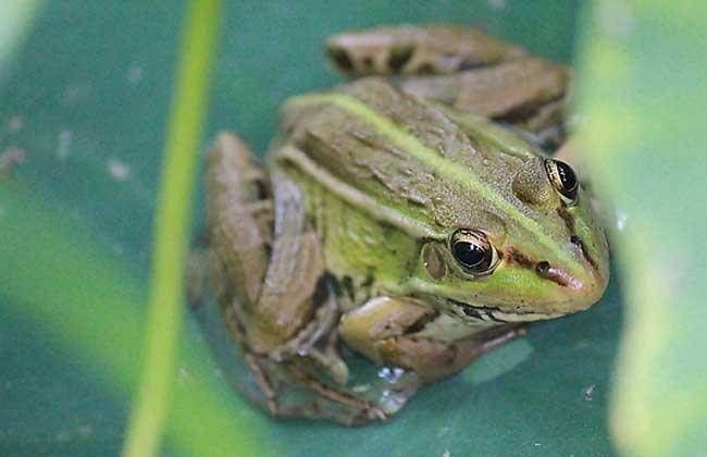 青蛙养殖基础知识视频,青蛙养殖的基本常识有哪些图片