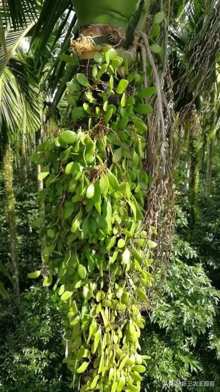 海南槟榔黄化的主要原因,槟榔黄化用什么杀菌剂呢