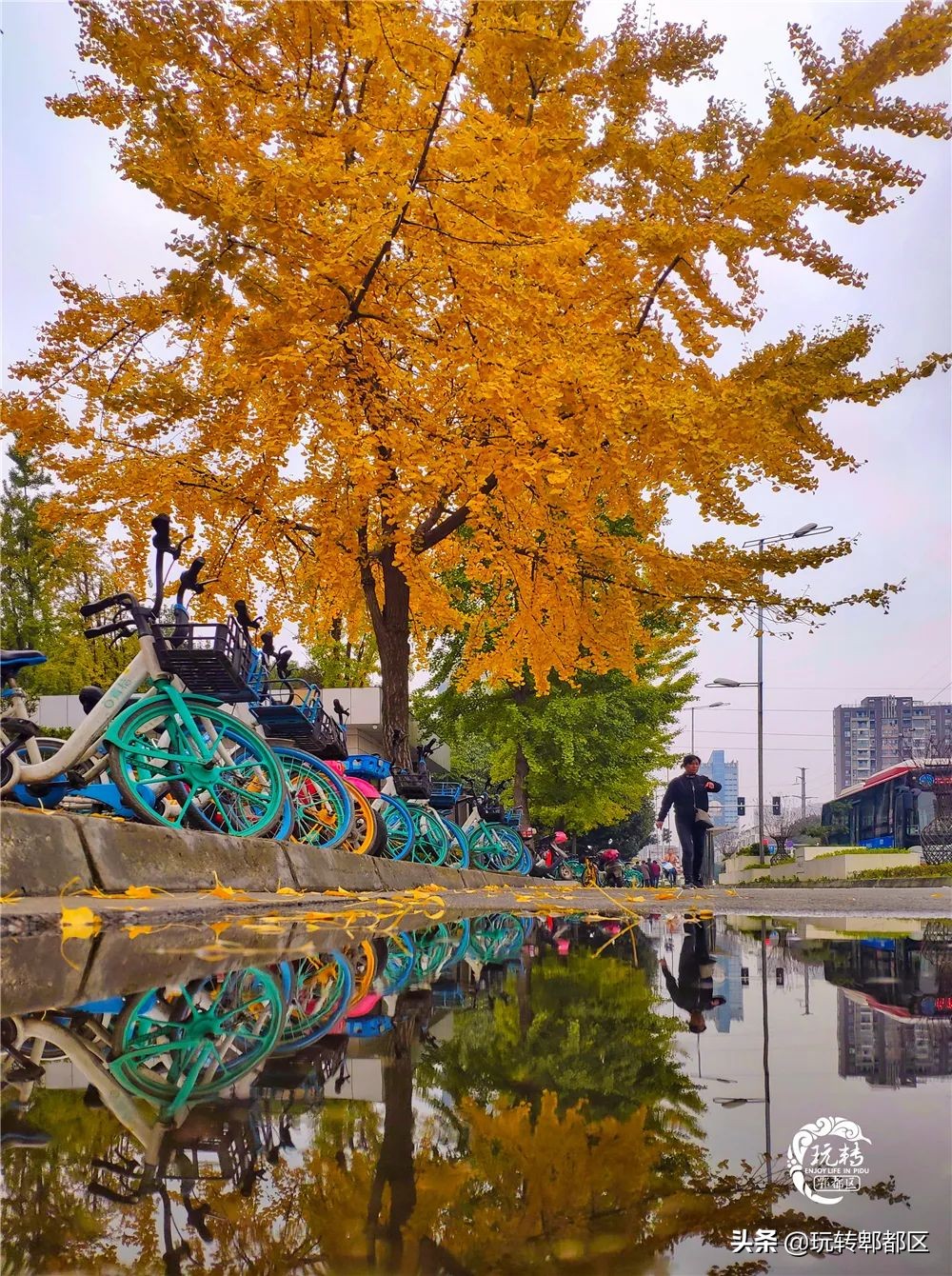 郫都区十大银杏打卡地,郫都区看银杏最好的地方