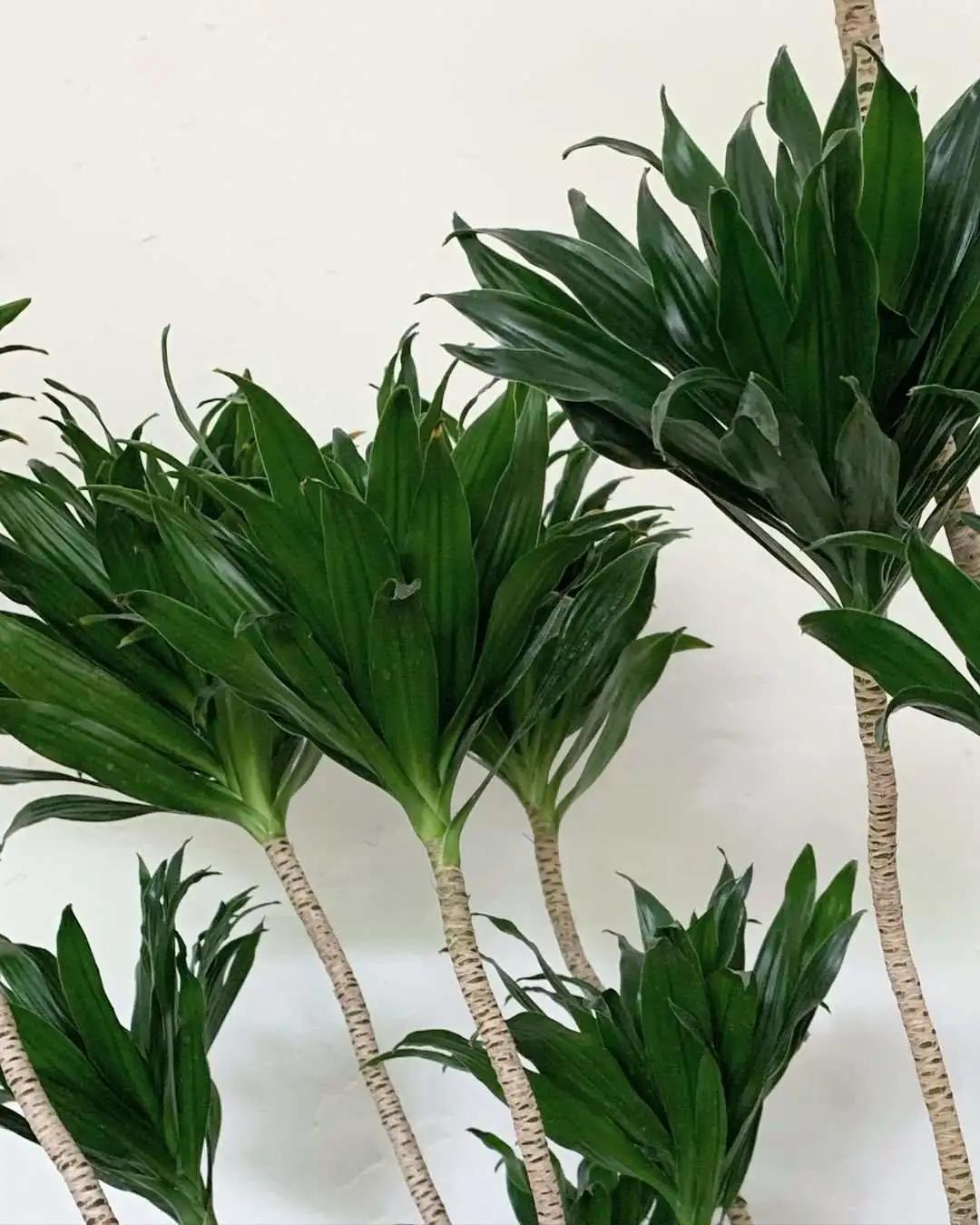 网红必备的高颜值绿植,ins风的网红绿植