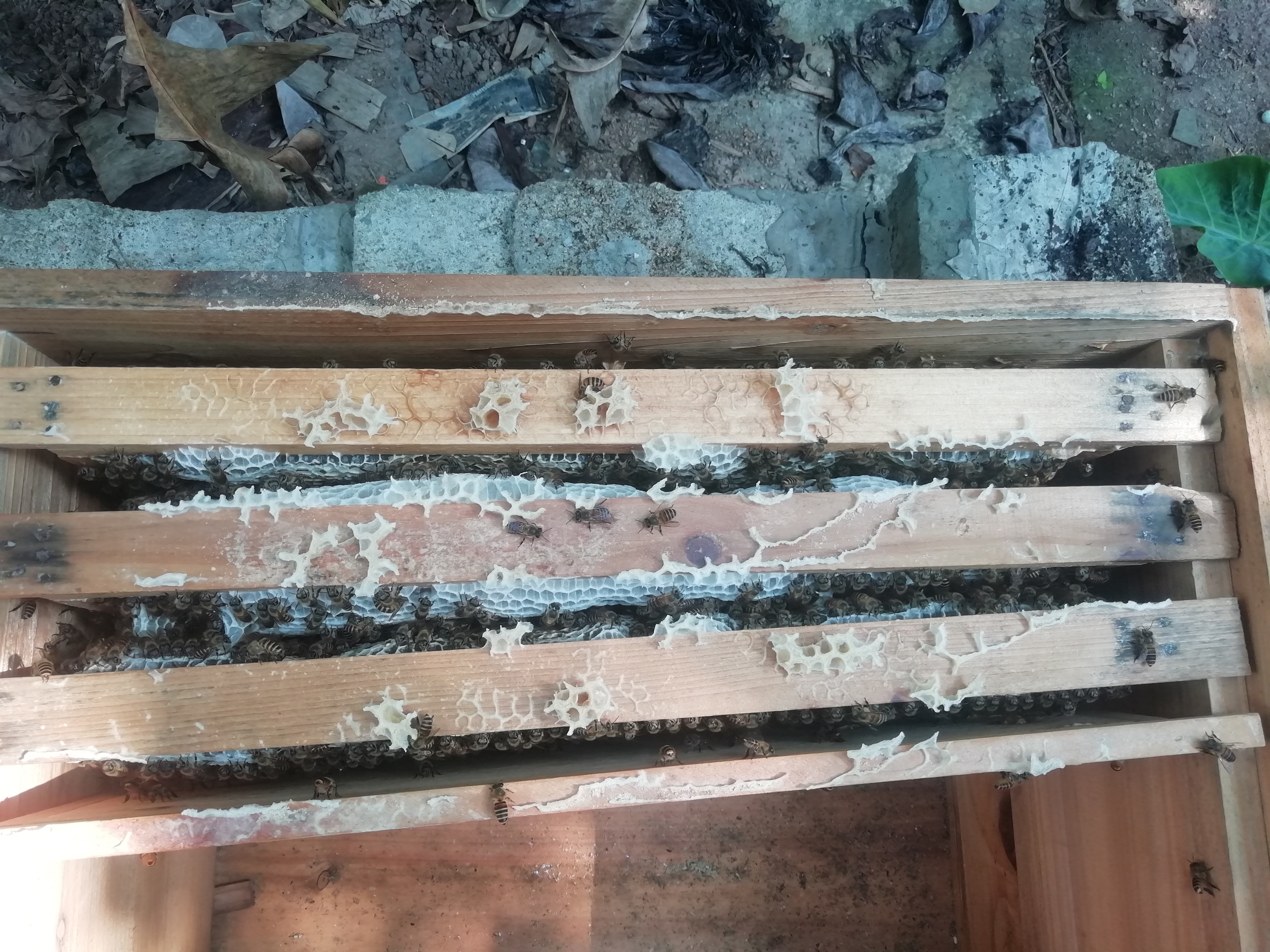 发现蜜蜂在筑巢怎么办,发现蜜蜂怎么解决