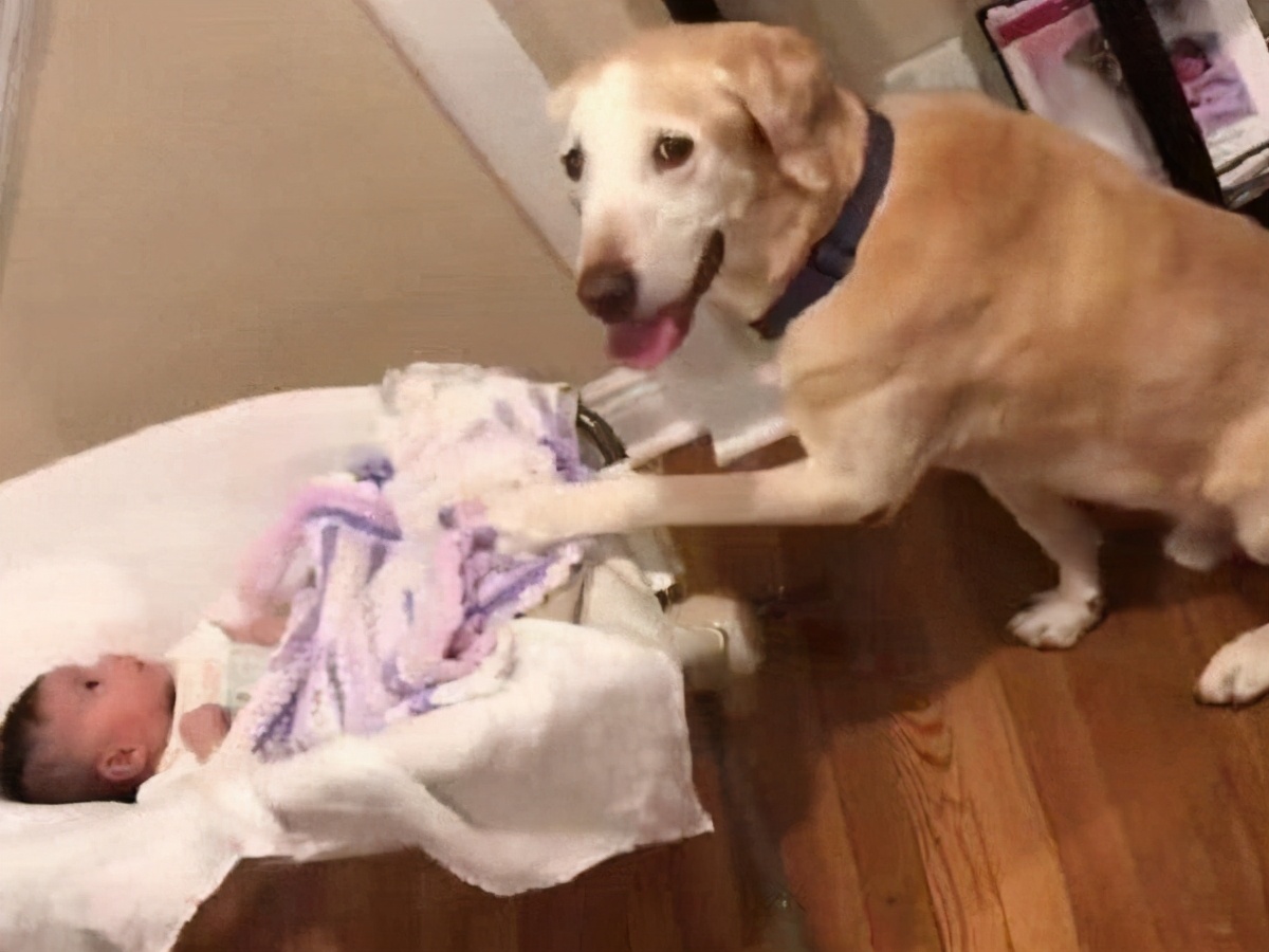 各品种狗狗价目表,各类狗狗的价格表一般是多少钱